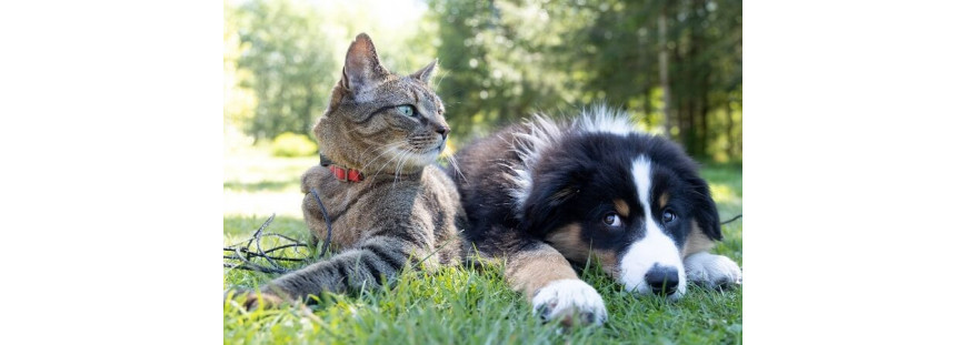 ¿Qué es la plata coloidal para animales?